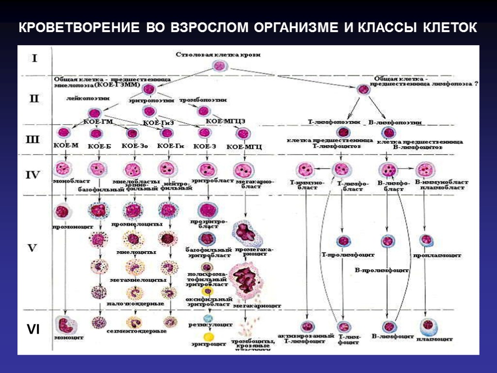 VI КРОВЕТВОРЕНИЕ ВО ВЗРОСЛОМ ОРГАНИЗМЕ И КЛАССЫ КЛЕТОК